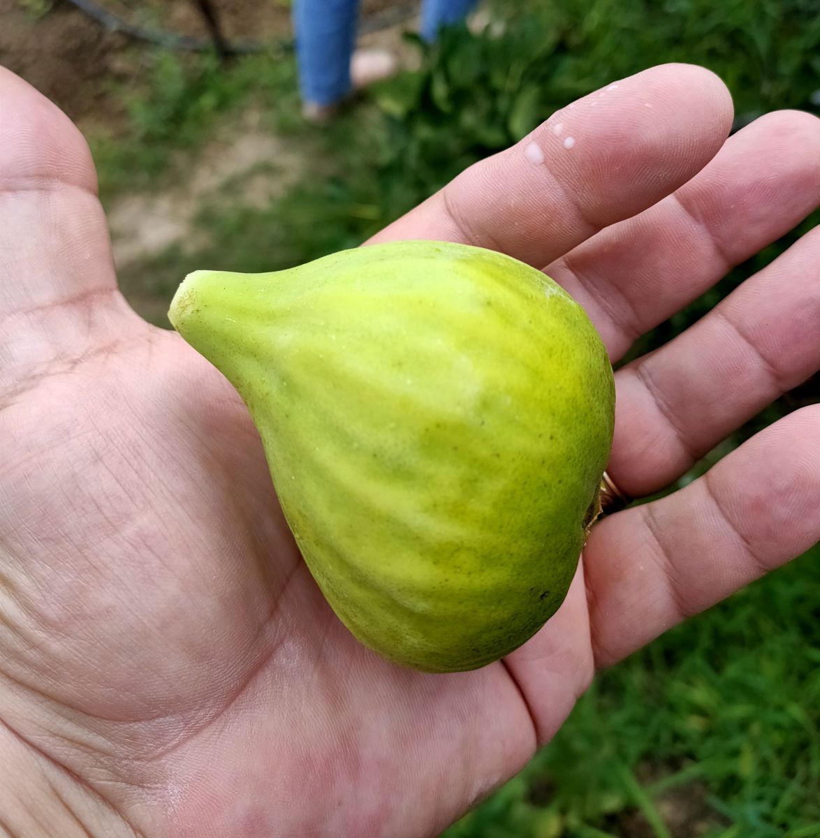 Miniatura